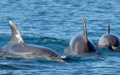 Kona Dolphins