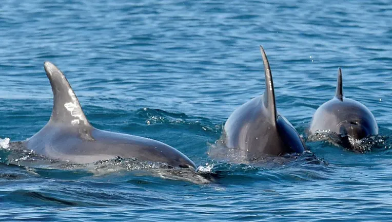 Kona Dolphins