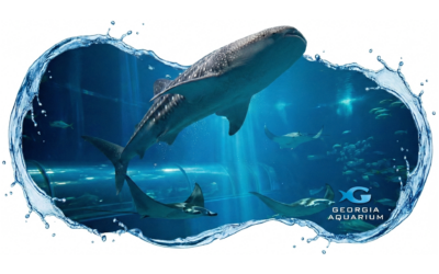 Georgia Aquarium | Celebrating 300 Dives
